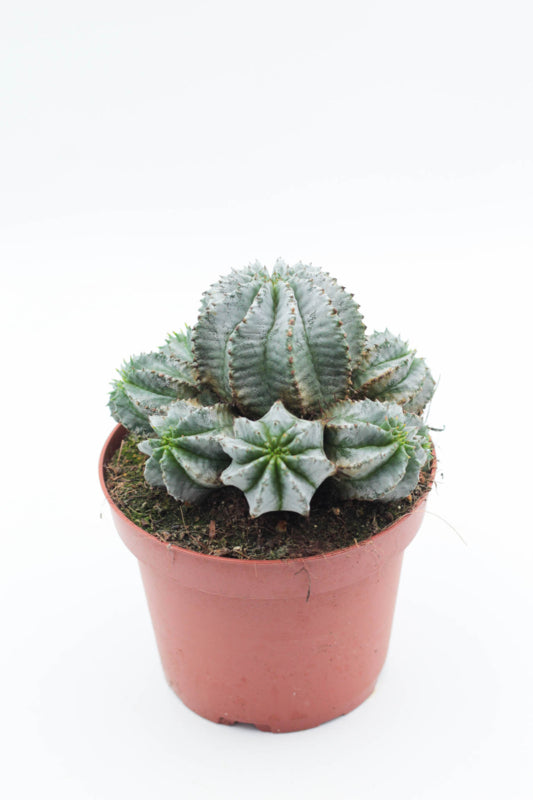 Euphorbia Horrida gray form