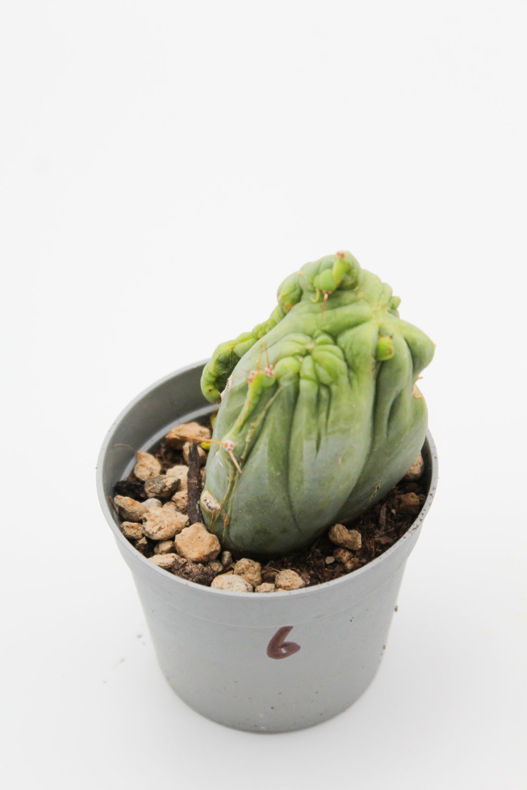 Trichocereus Bridgesii monstruose cristate