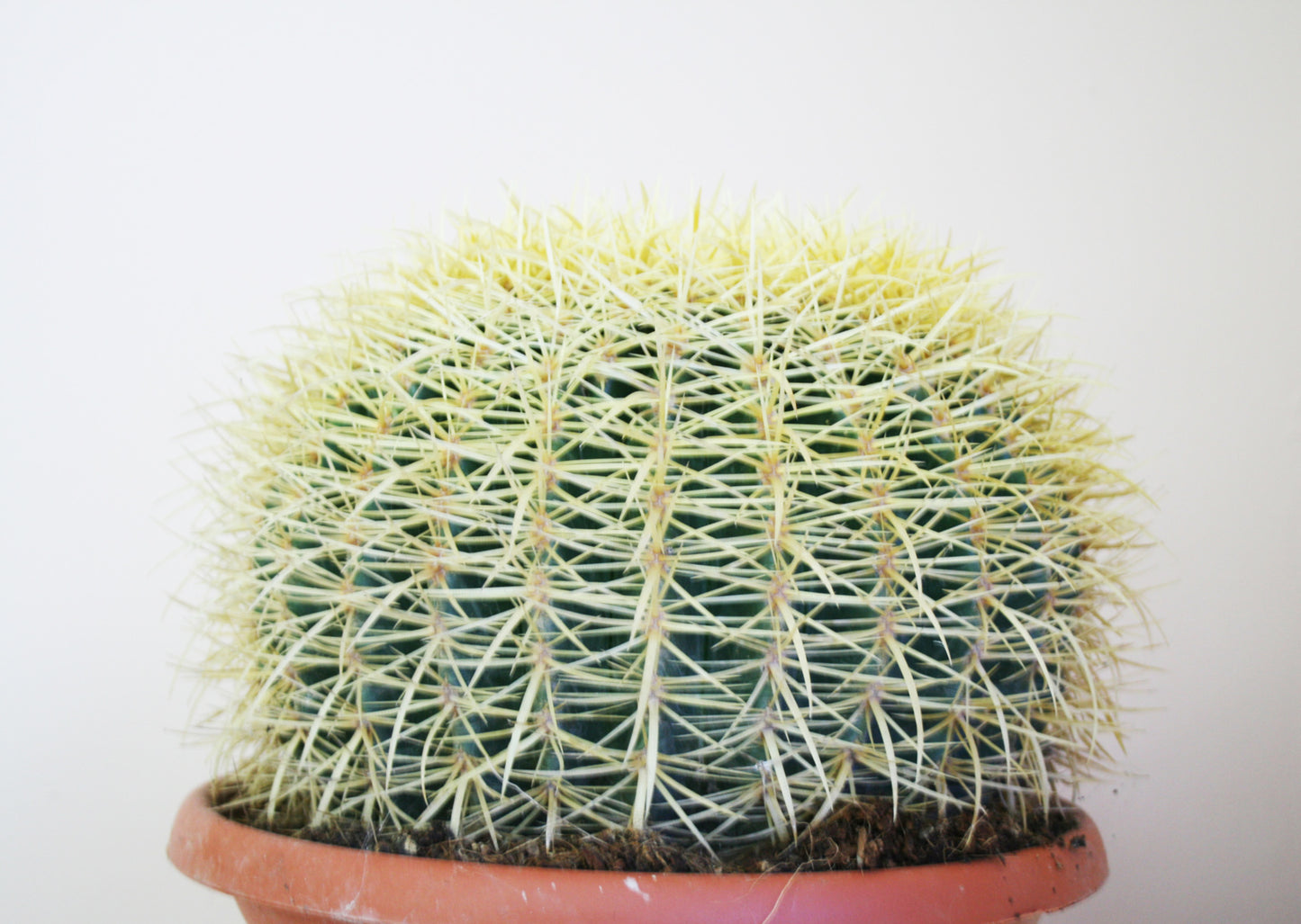 Echinocactus Grusonii
