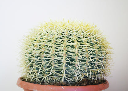 Echinocactus Grusonii