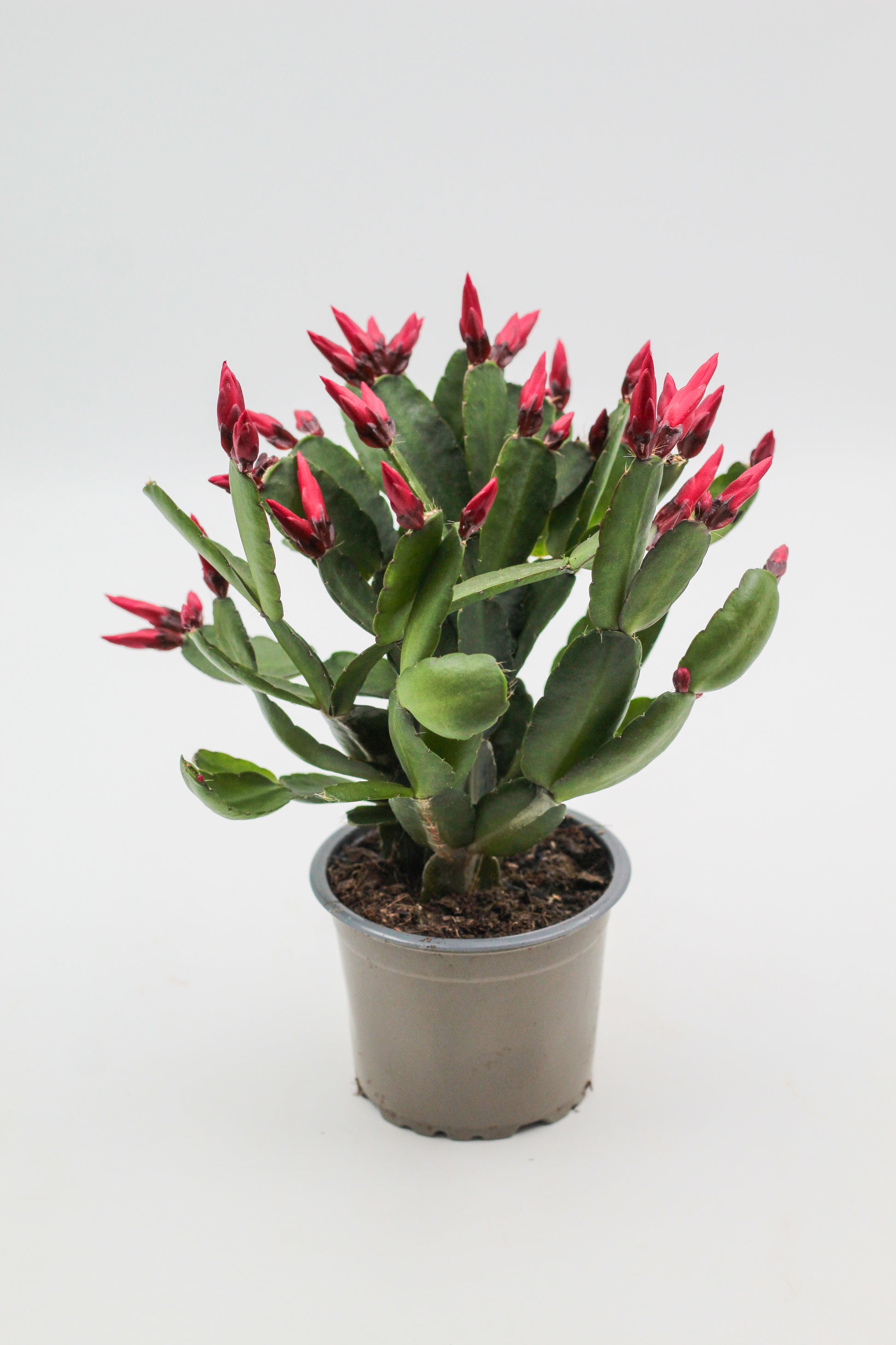 hipsalidopsis gaertneri - paascactus met felrode bloemen