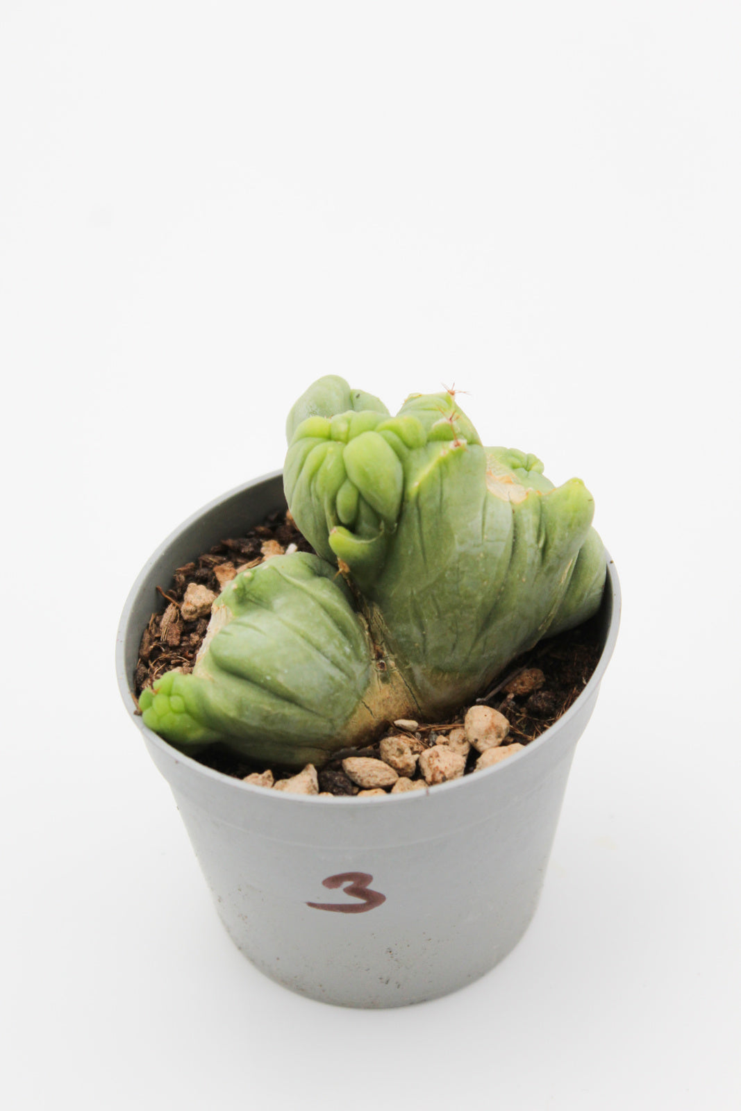 Trichocereus Bridgesii monstruose cristate