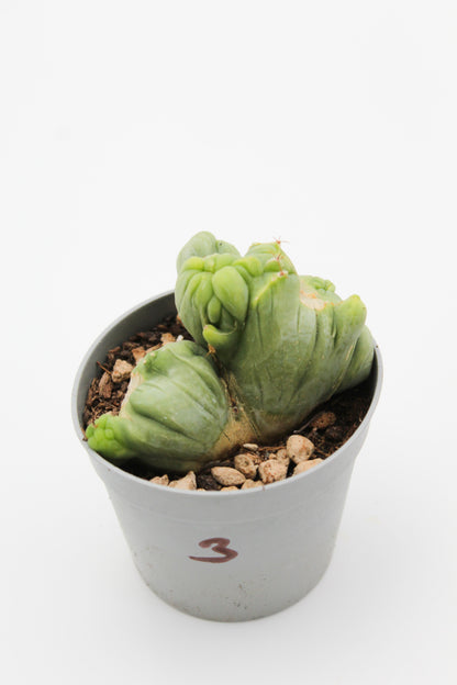 Trichocereus Bridgesii monstruose cristate