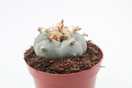 𝗟𝗼𝗽ʜ𝗼𝗽ʜ𝗼𝗿𝗮 𝘄𝗶𝗹𝗹𝗶𝗮𝗺𝘀𝗶𝗶 cactus blauw ᴘᴇʏᴏᴛᴇ cactus