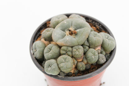 Lophophora Williamsii caespitosa (PEYOTE CACTUS)