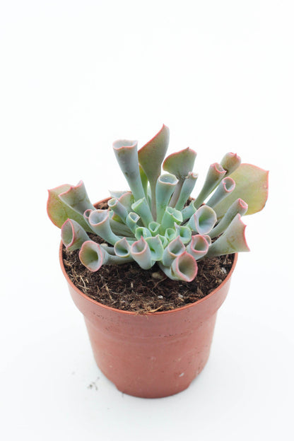 Echeveria Trumpet Pinky