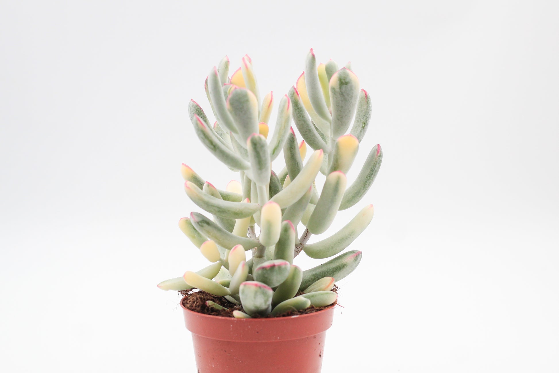 Cotyledon orbiculata variegata (long leaf form)
