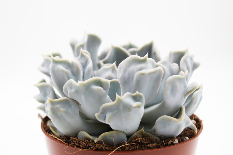 Echeveria Lilacina cv. Thriller Pearl