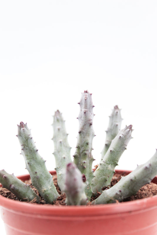 Huernia Pendurata