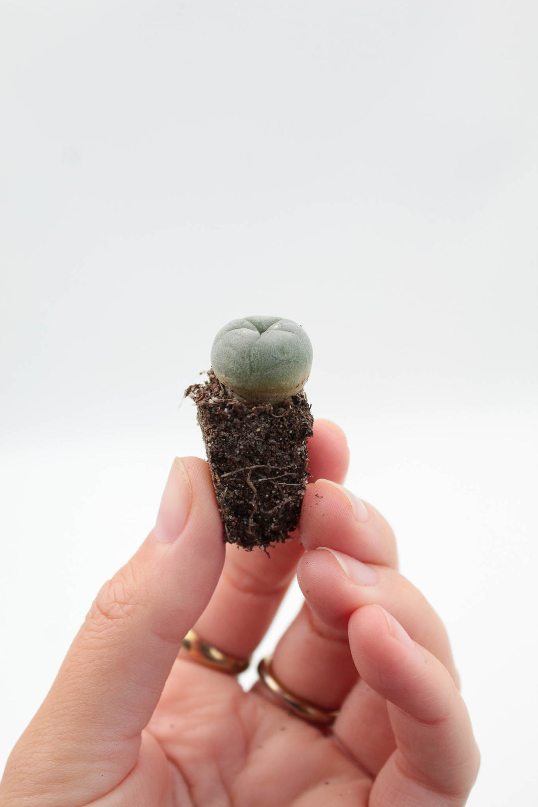 Lophophora Williamsii Plug (PEYOTE CACTUS)