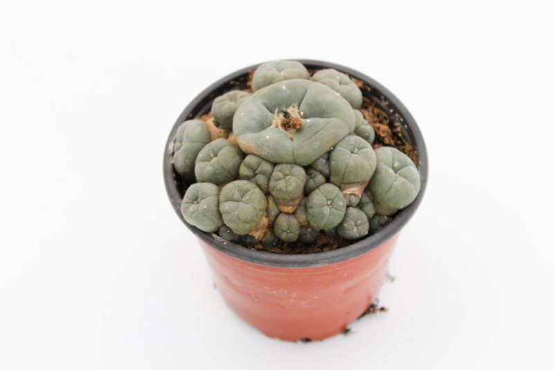 Lophophora Williamsii caespitosa (PEYOTE CACTUS)