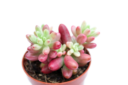 Sedum Rubrotinctum Aurora Jelly beans