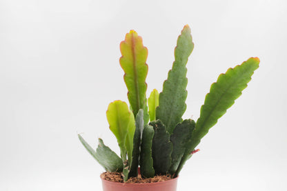 Epiphyllum hybrid 'Sarah Courant'