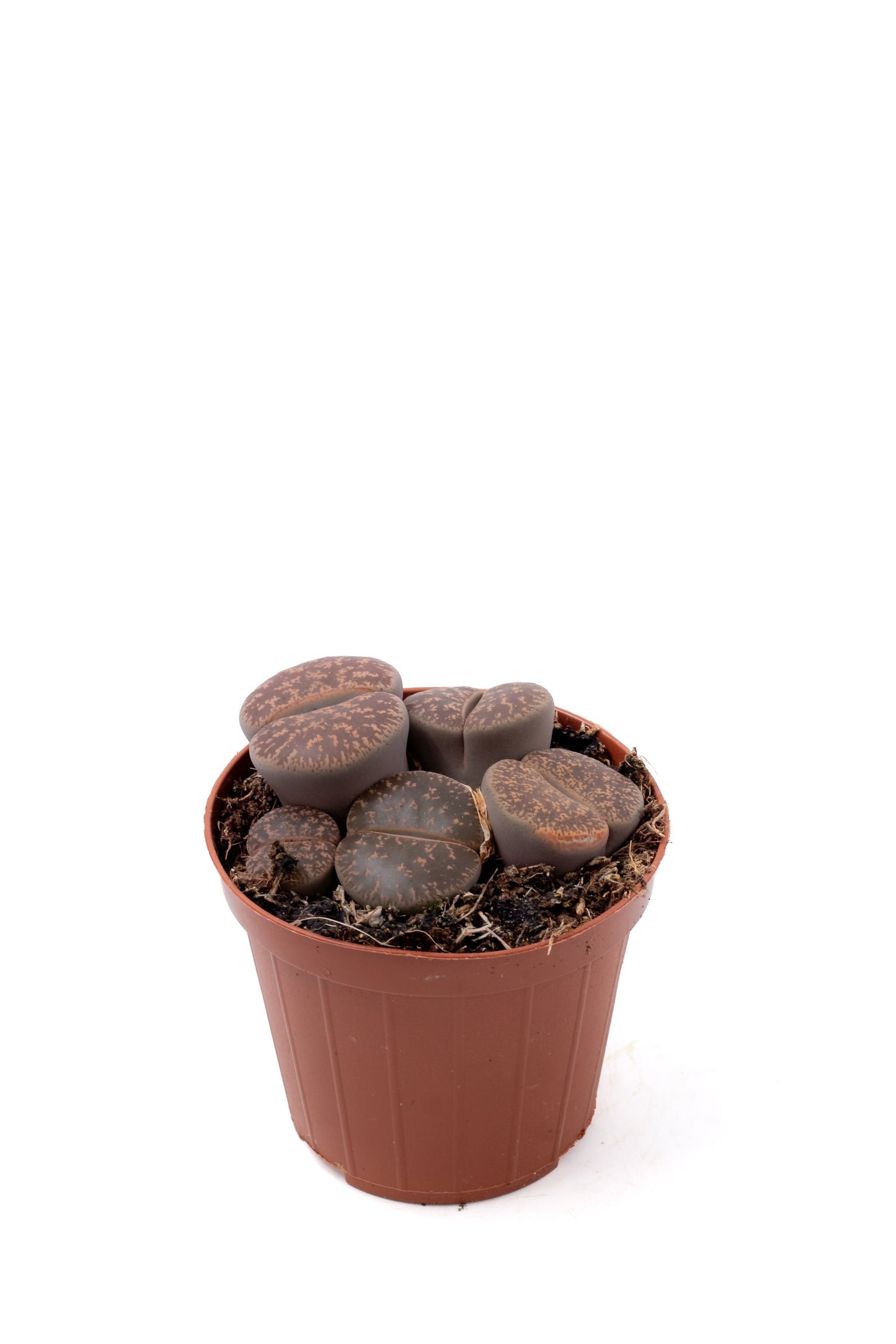 Lithops lesliei ssp. lesliei v. lesliei