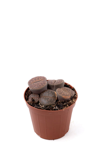 Lithops lesliei ssp. lesliei v. lesliei
