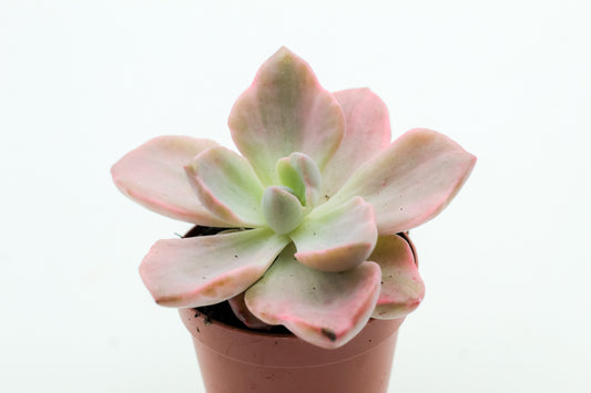 ×Graptoveria 'Mrs Richards'