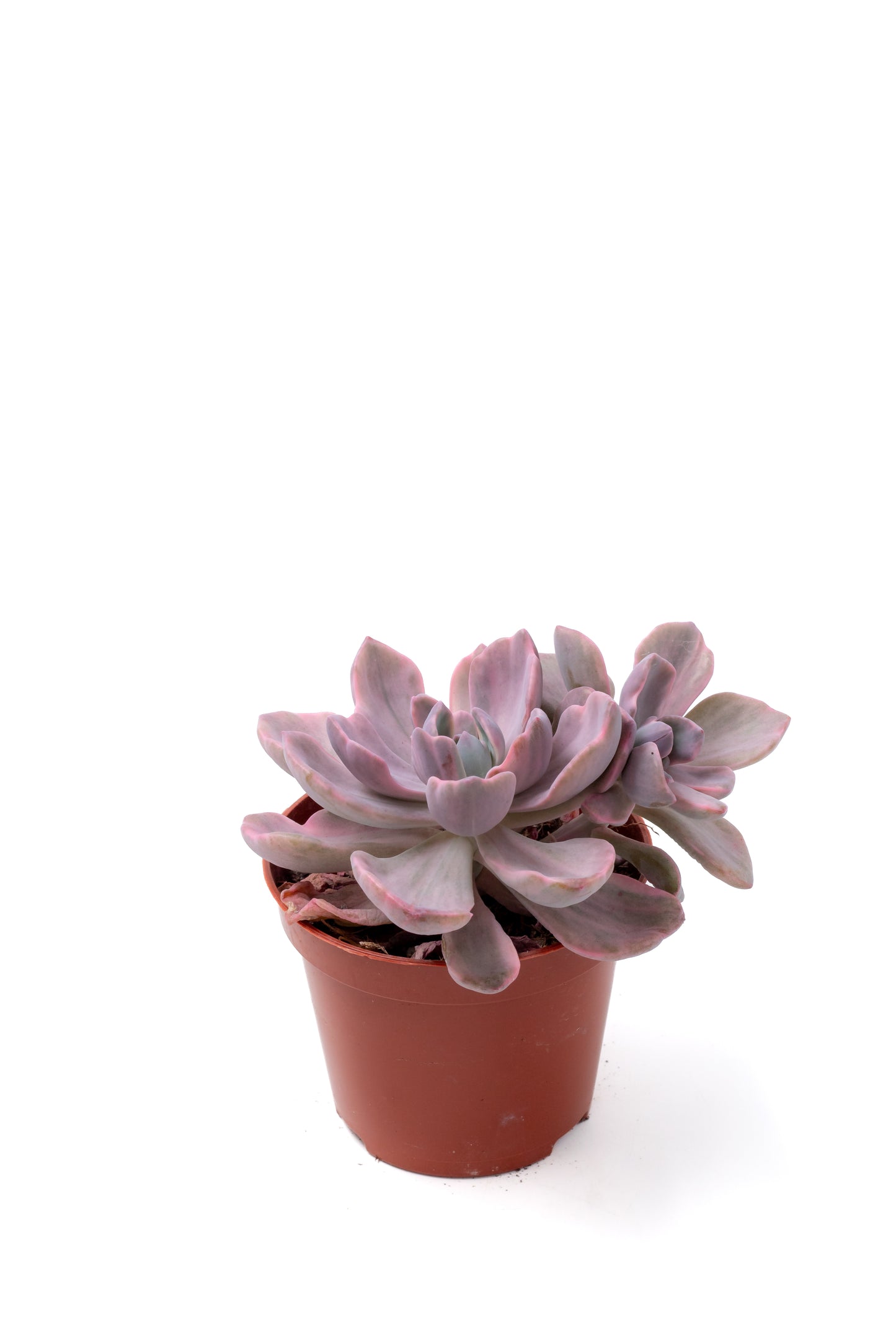 ×Graptoveria 'Mrs Richards'