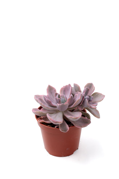 ×Graptoveria 'Mrs Richards'