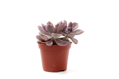 ×Graptoveria 'Mrs Richards'