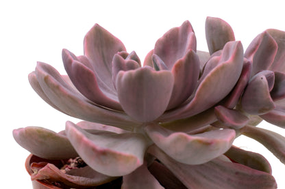 ×Graptoveria 'Mrs Richards'