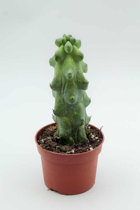 Myrtillocactus geometrizans fukurokuryuzinboku "boobie cactus"
