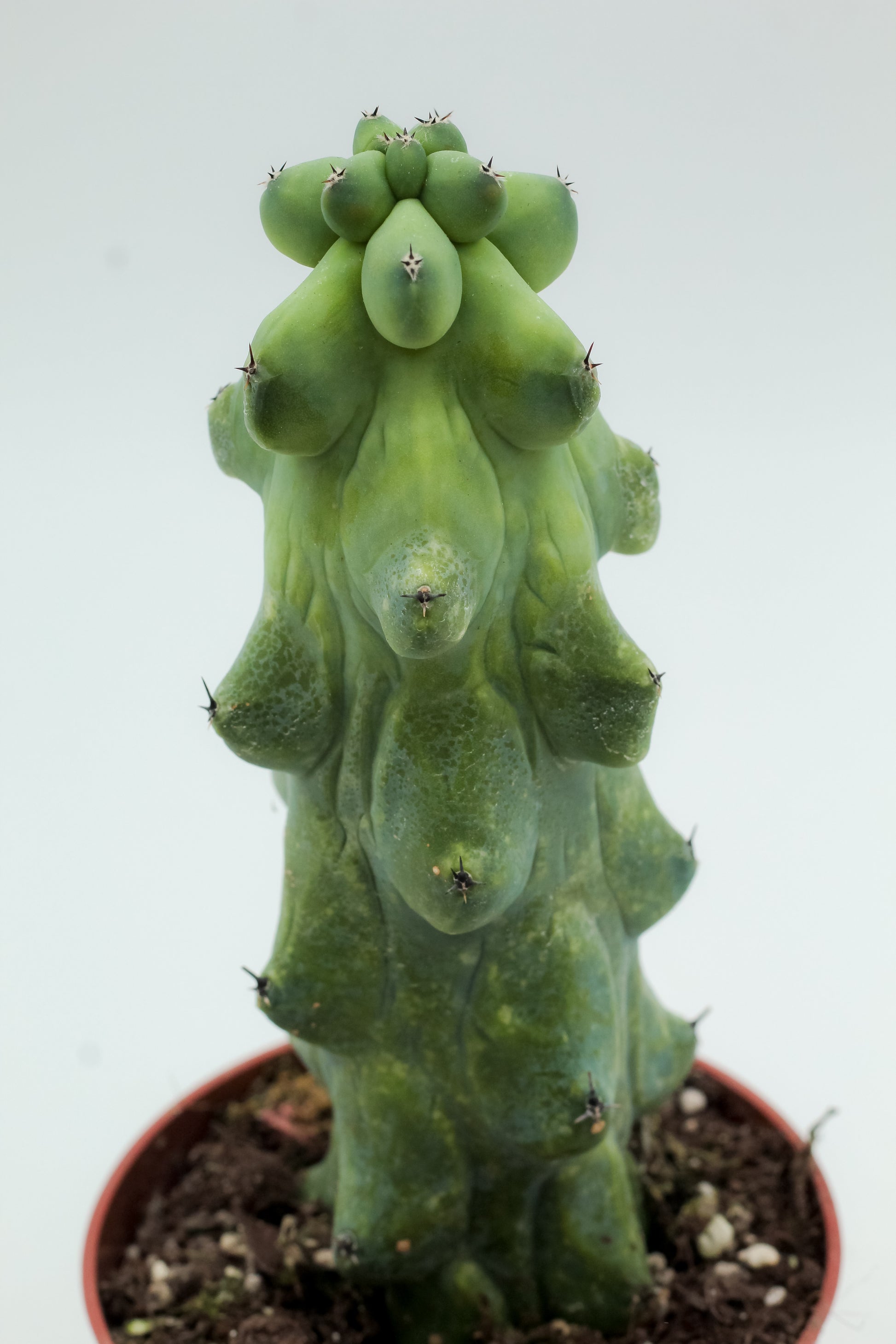 Myrtillocactus geometrizans fukurokuryuzinboku 