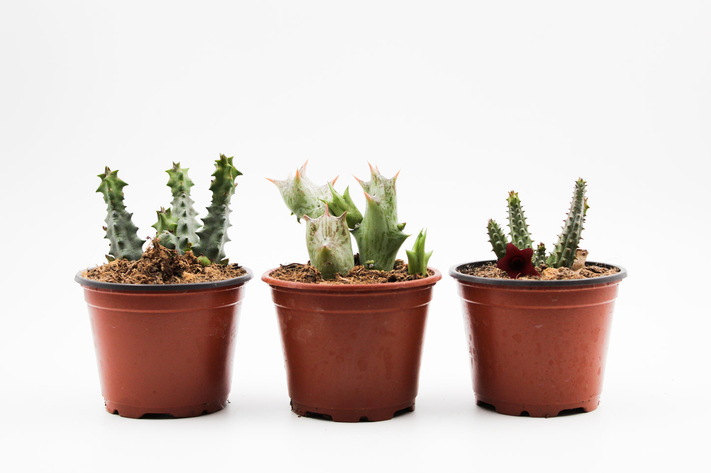 Aasbloemen mix (Huernia, Stapelia Orbea)