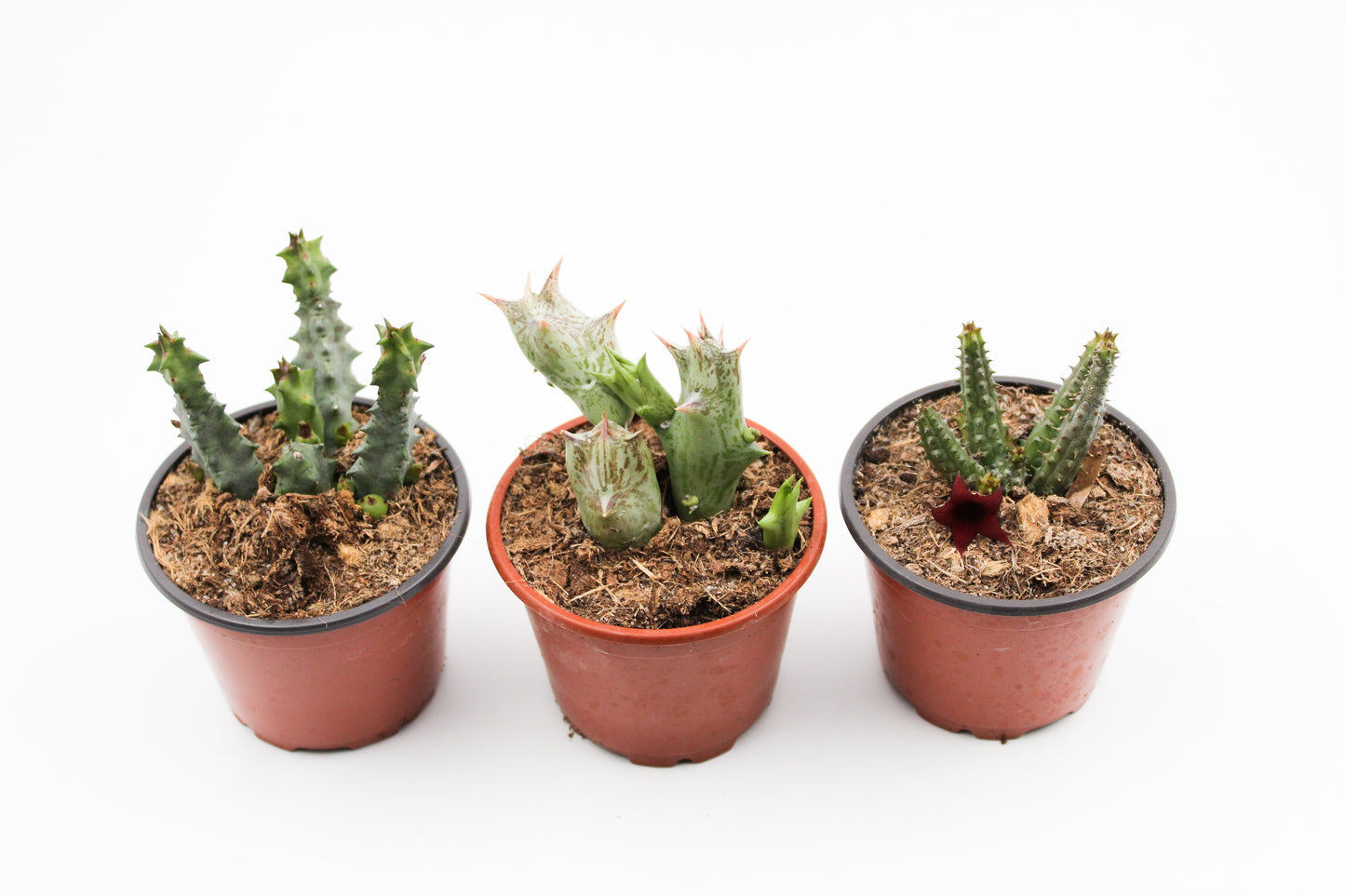 Carrion flowers mix (Huernia, Stapelia Orbea)