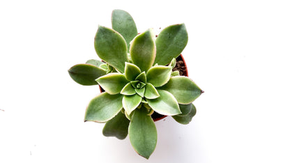 Aeonium Kiwi Vetplant