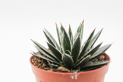 Agave filifera subs. schidigera f. compacta