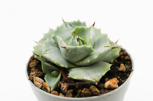 Agave potatorum cv. Shoji-Raijin