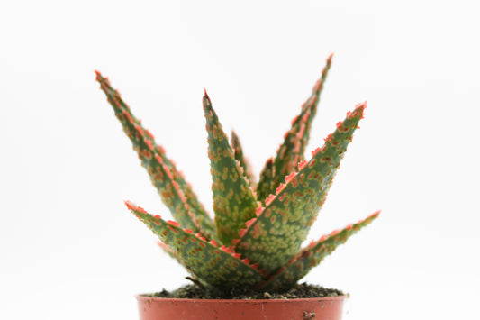 Aloe Starfire Carola