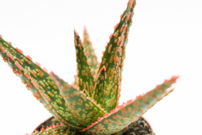 Aloe  Starfire Carola