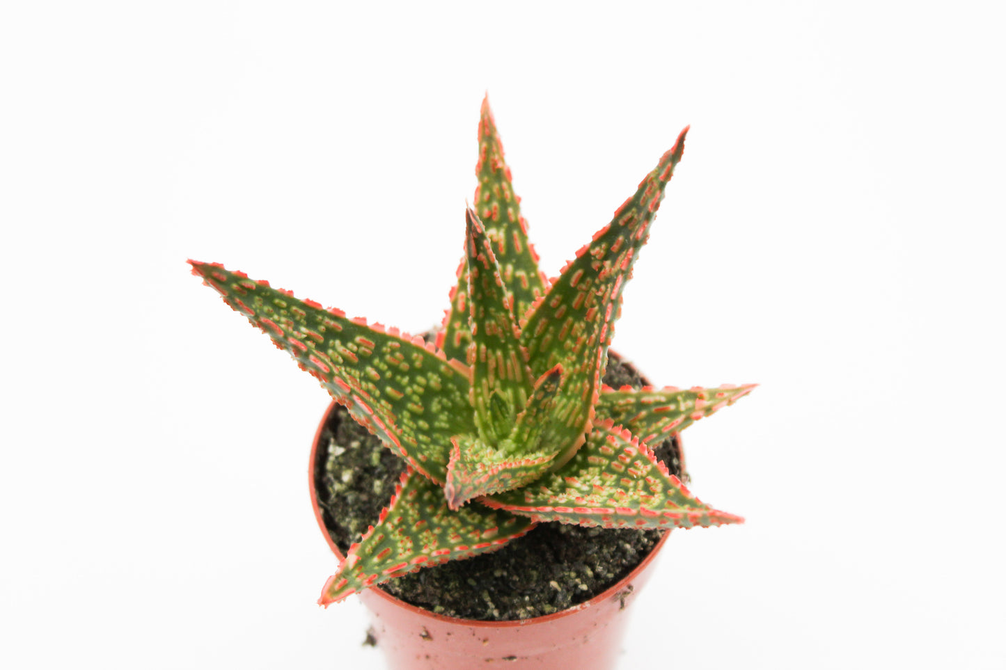 Aloe  Starfire Carola