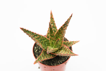 Aloe Starfire Carola