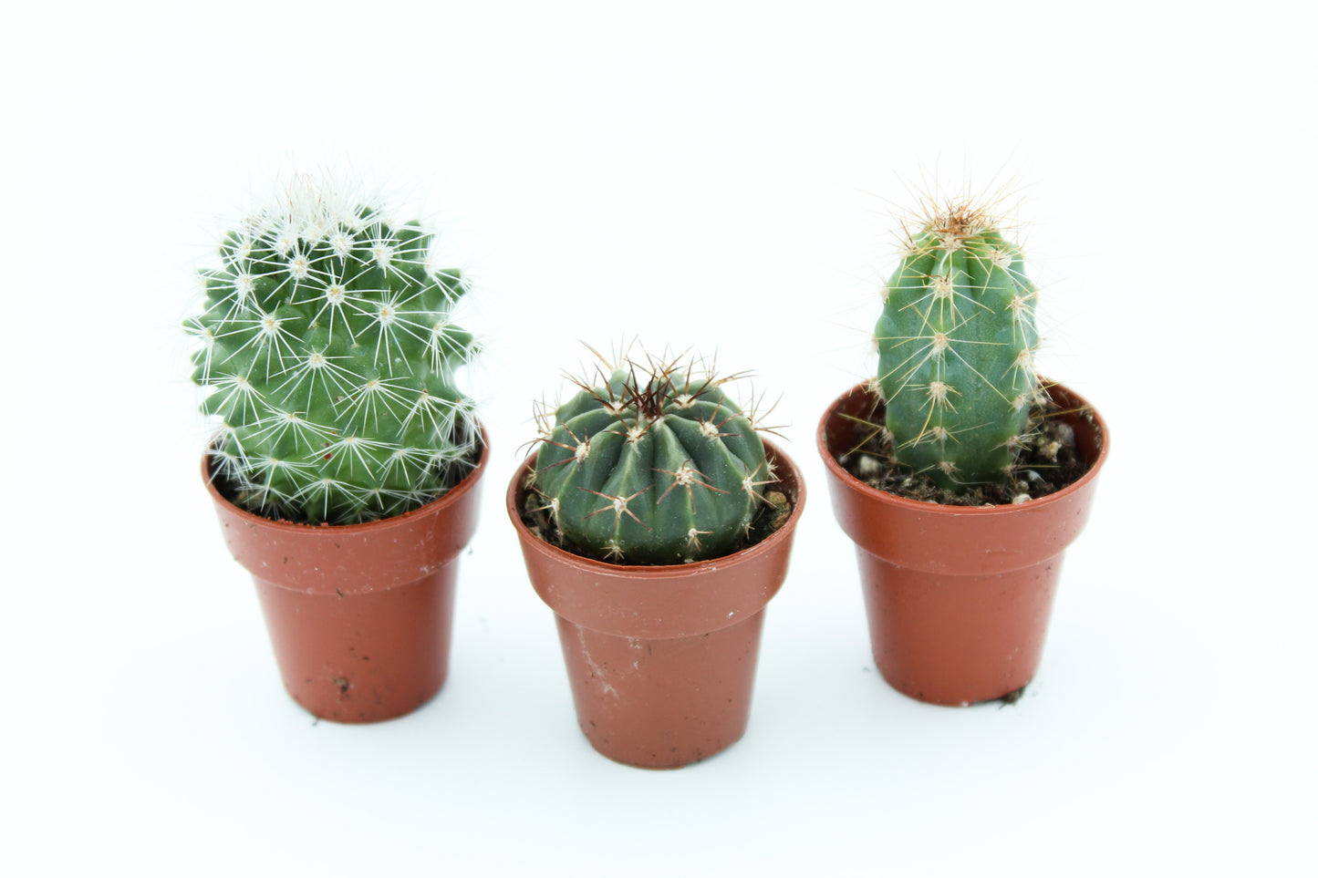 Brievenbus cadeau cactus