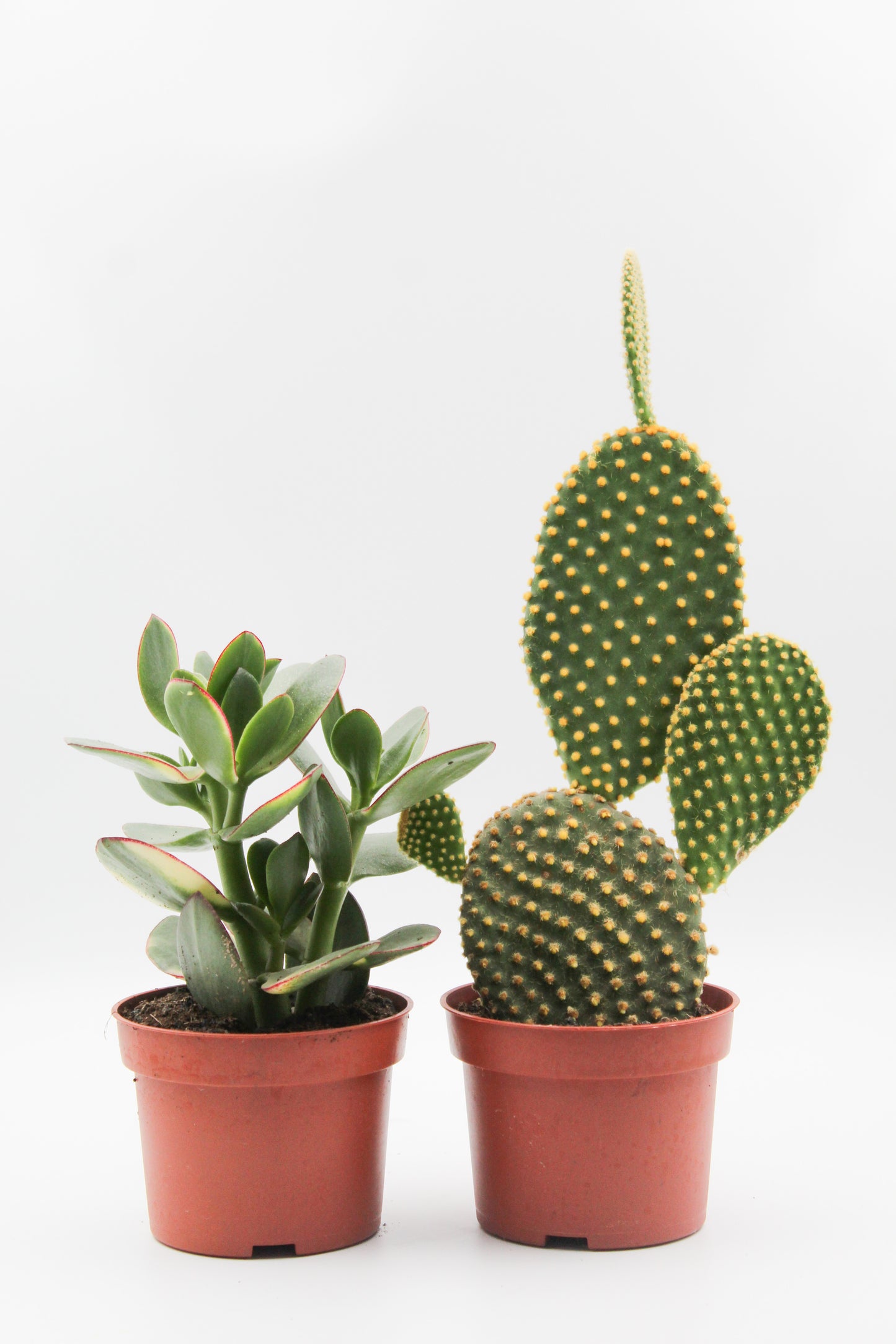 Cactus and succulent mix 2 pieces in 10.5cm growing pot