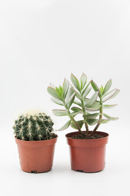 Cactus and succulent mix 2 pieces in 10.5cm growing pot