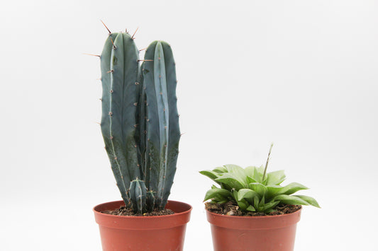 Cactus and succulent mix 2 pieces in 10.5cm growing pot