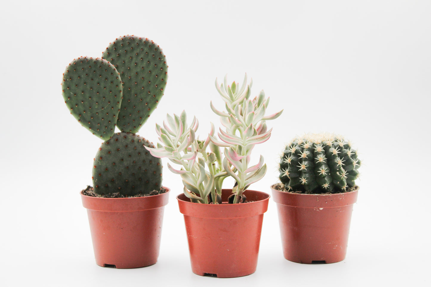 Cactus and succulent mix 3 pieces in 8.5 cm growing pot