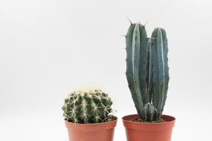 Cactus mix 2 stuks in 10,5 cm kweekpot