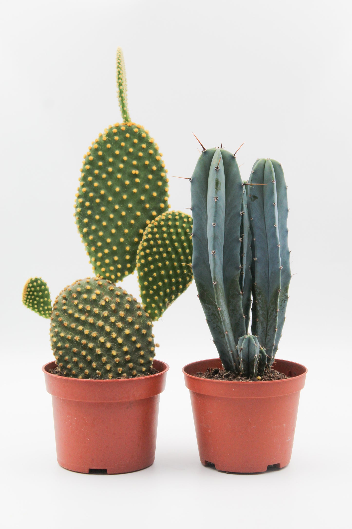 Cactus mix 2 stuks in 10,5 cm kweekpot