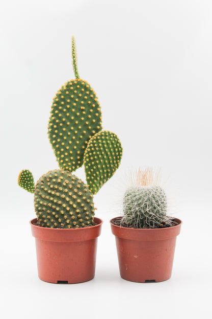 Cactus mix 2 stuks in 10,5 cm kweekpot