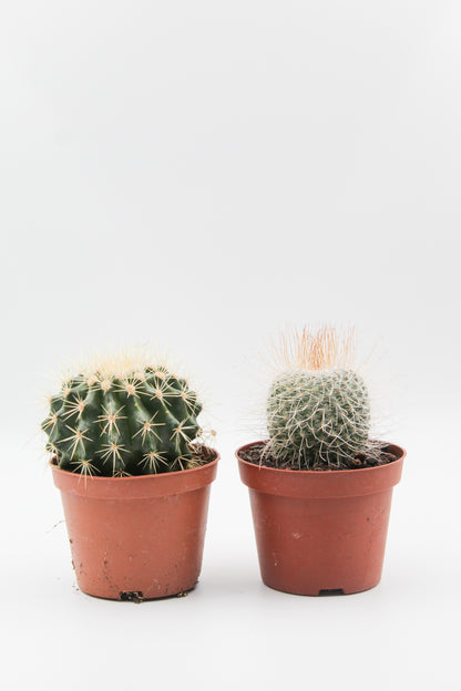 Cactus mix 2 stuks in 10,5 cm kweekpot