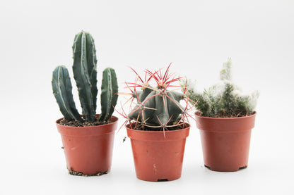 Cactus mix 3 stuks in 8,5 cm kweekpot