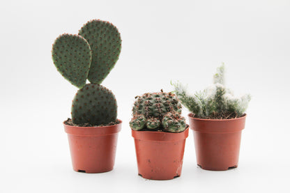 Cactus mix 3 pieces in 8.5 cm growing pot