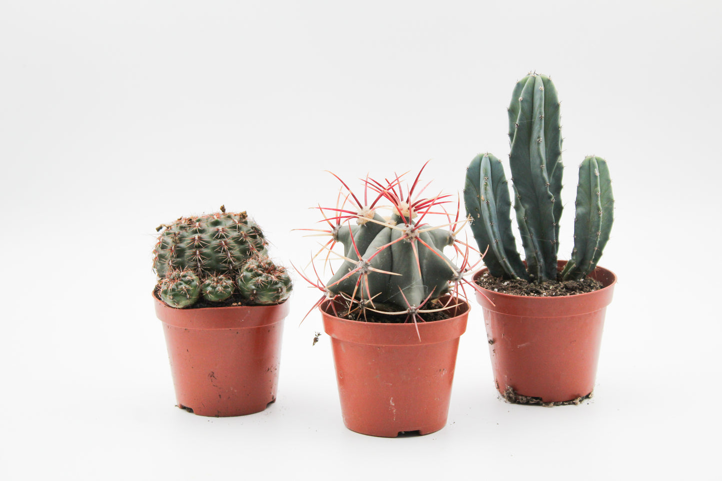 Cactus mix 3 pieces in 8.5 cm growing pot