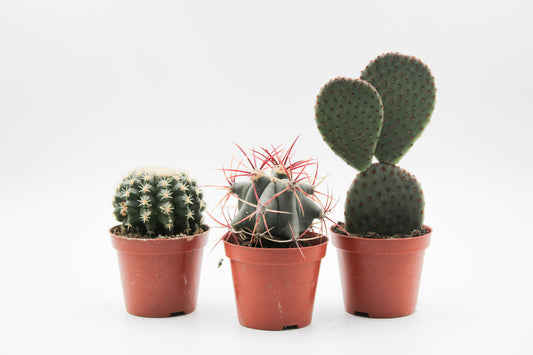 Cactus mix 3 pieces in 8.5 cm growing pot