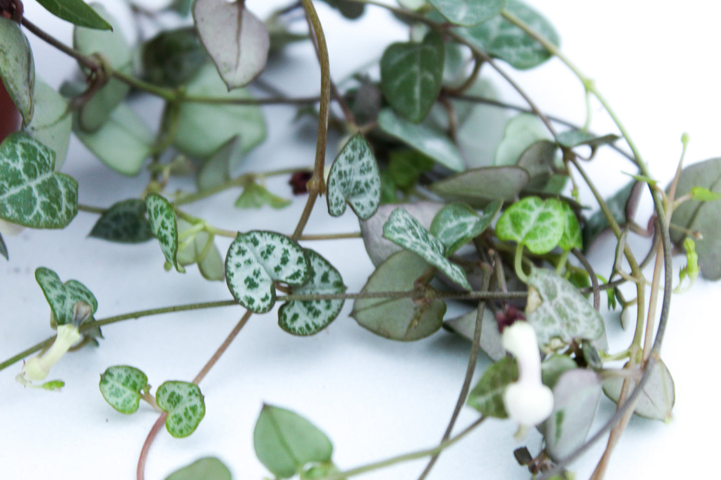 Ceropegia Woodii 'String of hearts', 'Chinese lantern plant'