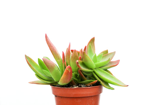 Crassula Capitella Campfire